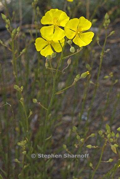 helianthemum scoparium 2 graphic